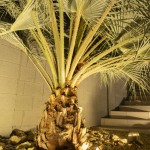 Uplit palm trunk and fronds beside stairs and a block wall at night