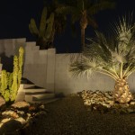 Uplit palm and columnar cactus beside backyard steps at night