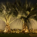 Uplit palms and columnar cactus along a backyard wall at night