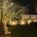 Uplit palm fronds and cactus in a lit backyard at night