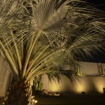 Uplit fan palm and cactus against a lit block wall at night