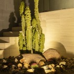 Columnar cactus uplit against a block wall with lit boulders at its base