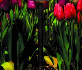 lighting fixture in tulip bed