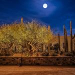 Desert garden and stone wall uplit at night under a full moon