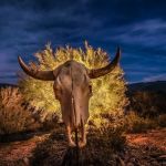 Mounted steer skull uplit at night against desert brush
