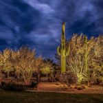 Uplit saguaro and desert trees beside a lawn at dusk