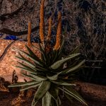 Flowering aloe and agave uplit beside a stone wall at night