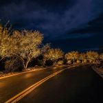 Curved road lit at night with uplit trees and shrubs along the edge