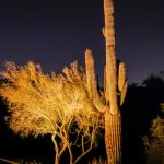 Uplit saguaro cactus and palo verde tree against a night sky