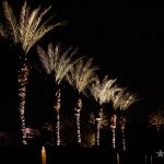 _MG_7340