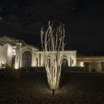 Uplit ocotillo in front of a lit white stucco home at night