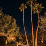 Uplit palm trees and garden lighting in a landscaped courtyard at night