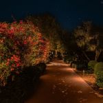 Lit garden path with flowering bougainvillea and trimmed hedges at night