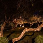 Uplit olive tree with a low spreading trunk over a lawn at night