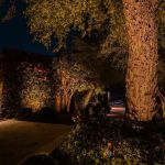 Uplit trees and a palm trunk beside a garden path at night