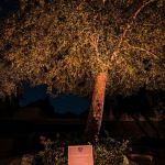 Uplit tree over a lawn with a small garden sign at night
