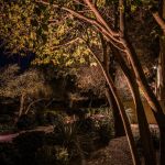 Uplit trees and shrubs along a landscaped garden area at night