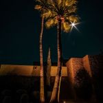 Uplit palm trees against a stone wall at night with a bright light source behind