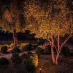 Uplit trees and trimmed shrubs in a landscaped bed at night