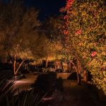 Uplit trees and flowering shrubs beside a lit walkway at night