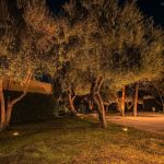 Uplit olive trees over a lawn beside a lit walkway at night
