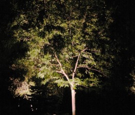 exterior lighting for trees