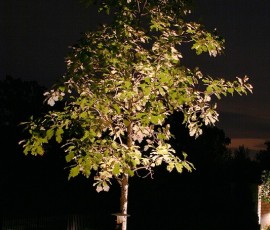 img099